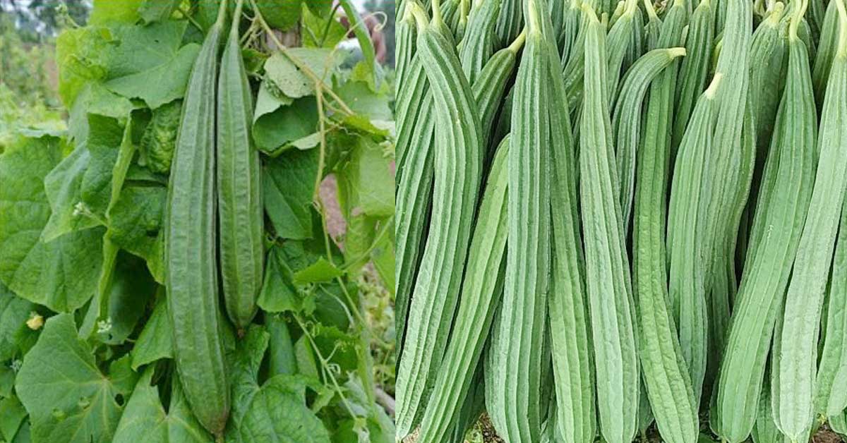 Ridge Gourd